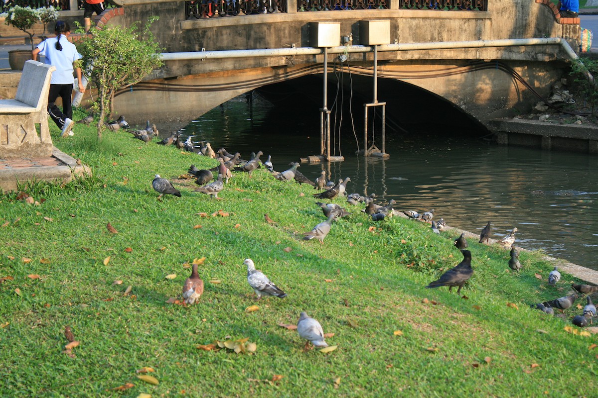 ハシブトガラス - ML652286142