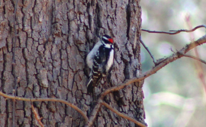 Downy Woodpecker - ML652286150