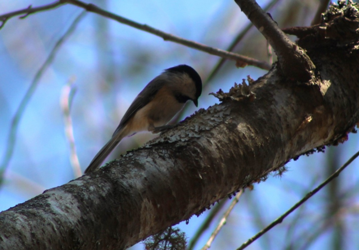 Carolina Chickadee - ML652286167