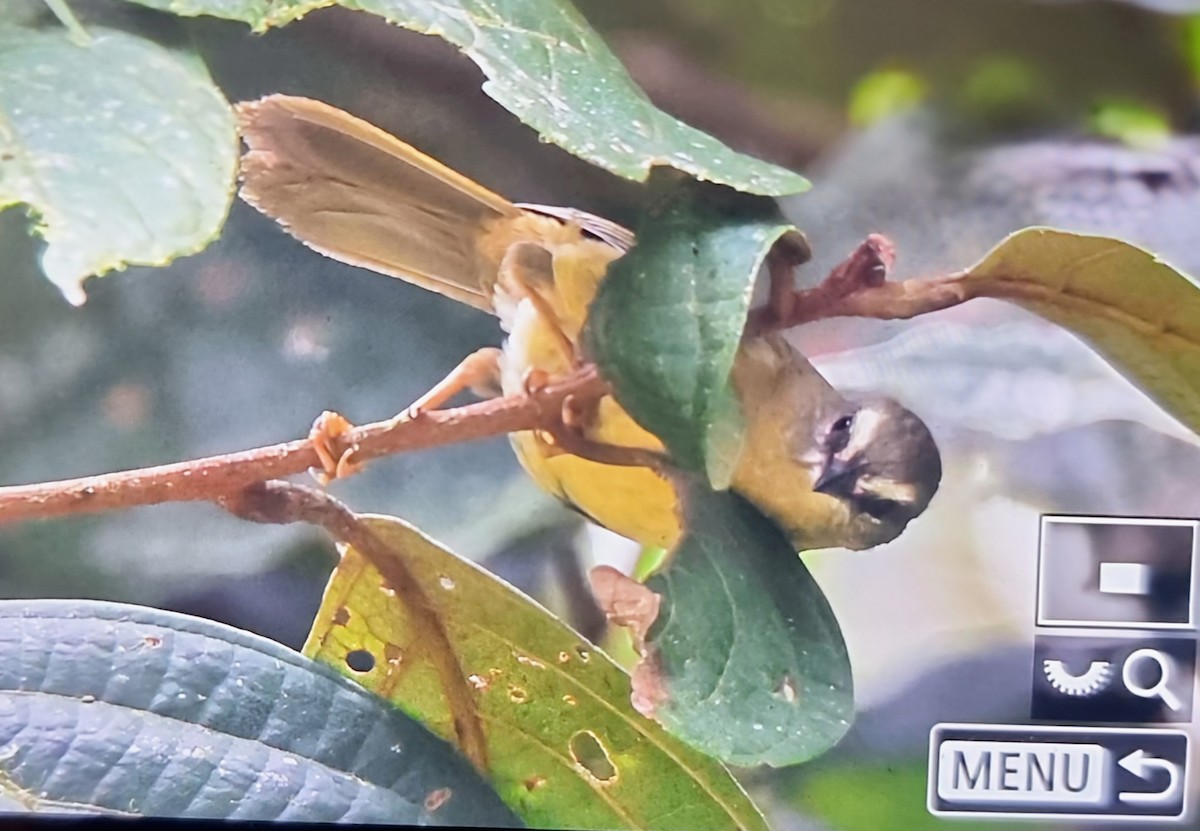 Лимонный певун [группа luteoviridis] - ML652286189