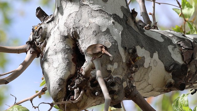 střízlík zahradní - ML652286193