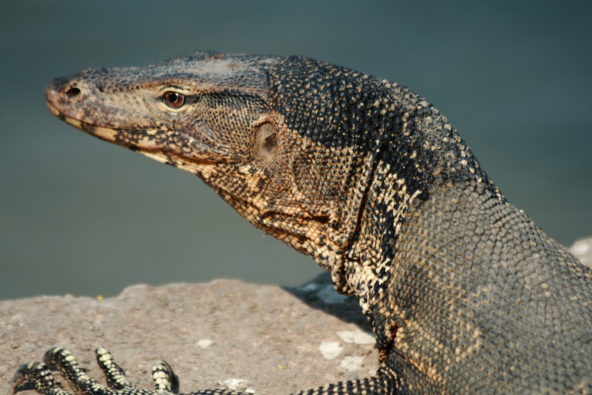 動物界 - ML652286231