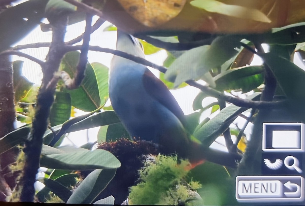 Черноклювый перцеяд - ML652286239