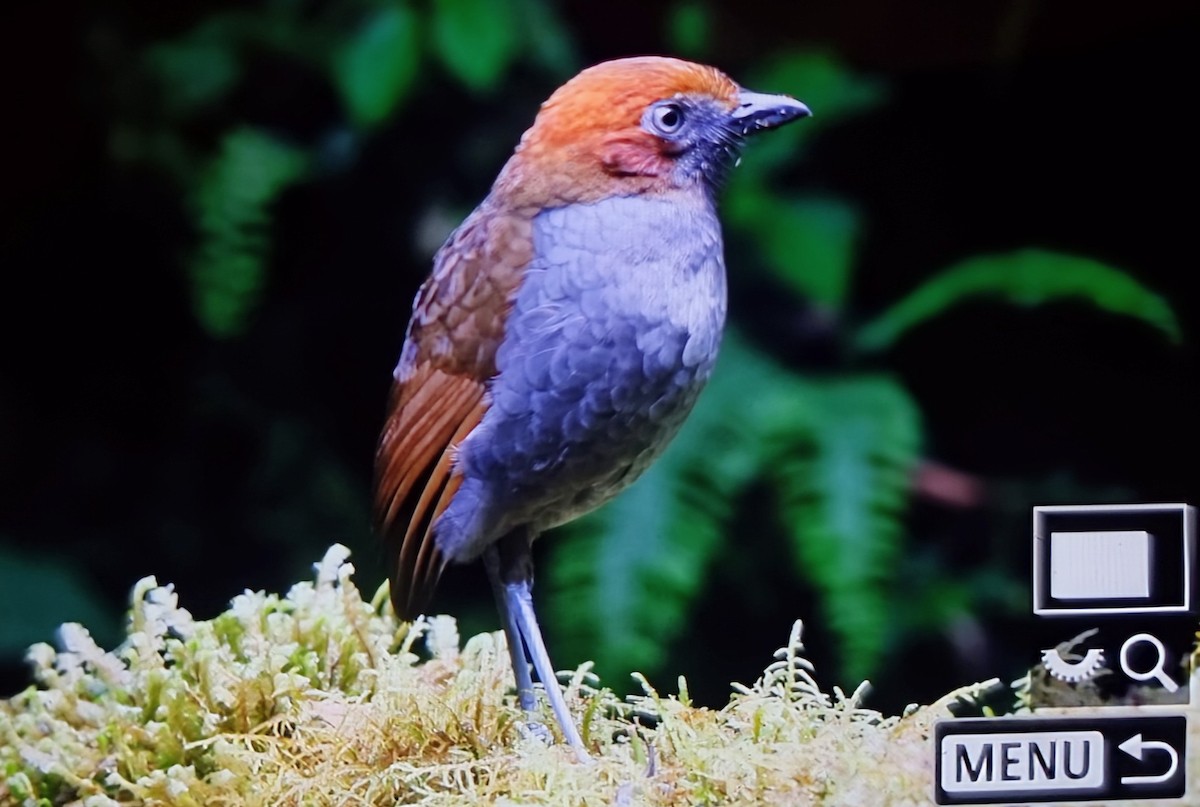 Каштановоголовая питтовая муравьеловка - ML652286251