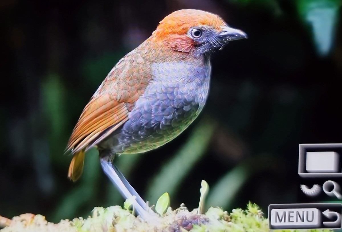 Каштановоголовая питтовая муравьеловка - ML652286260