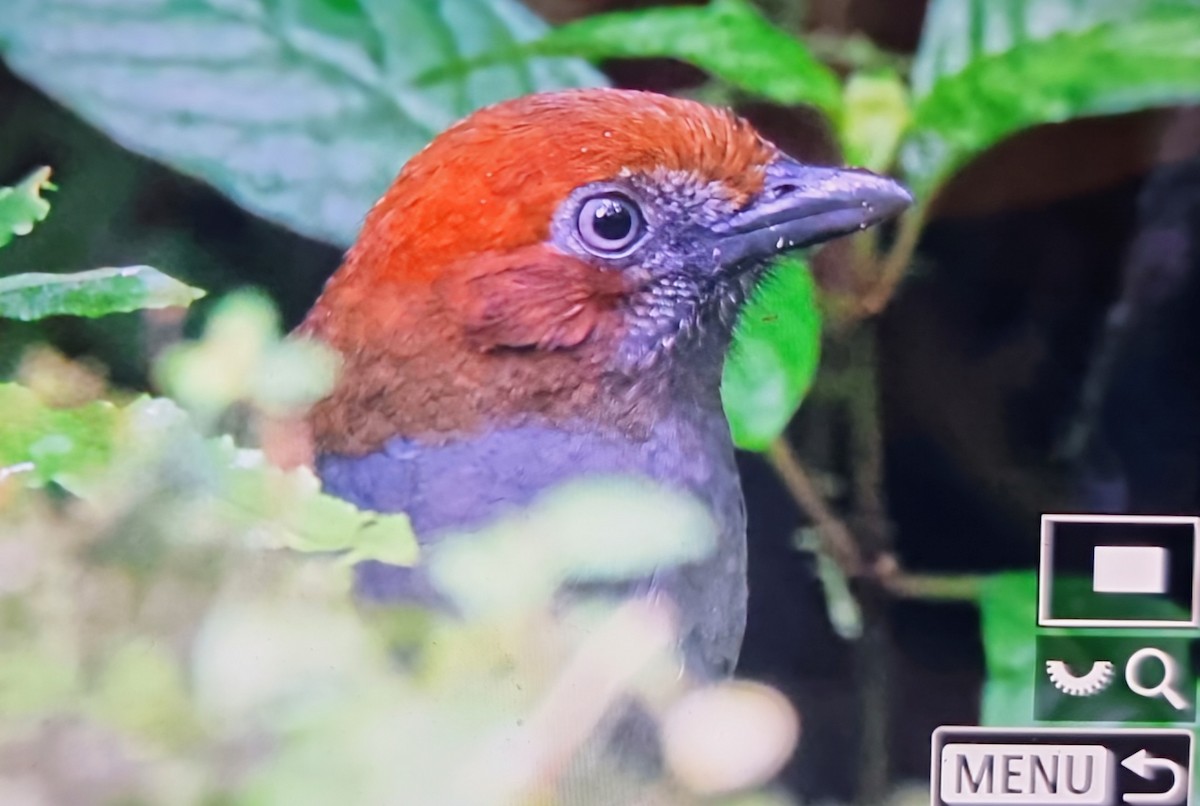 Каштановоголовая питтовая муравьеловка - ML652286267