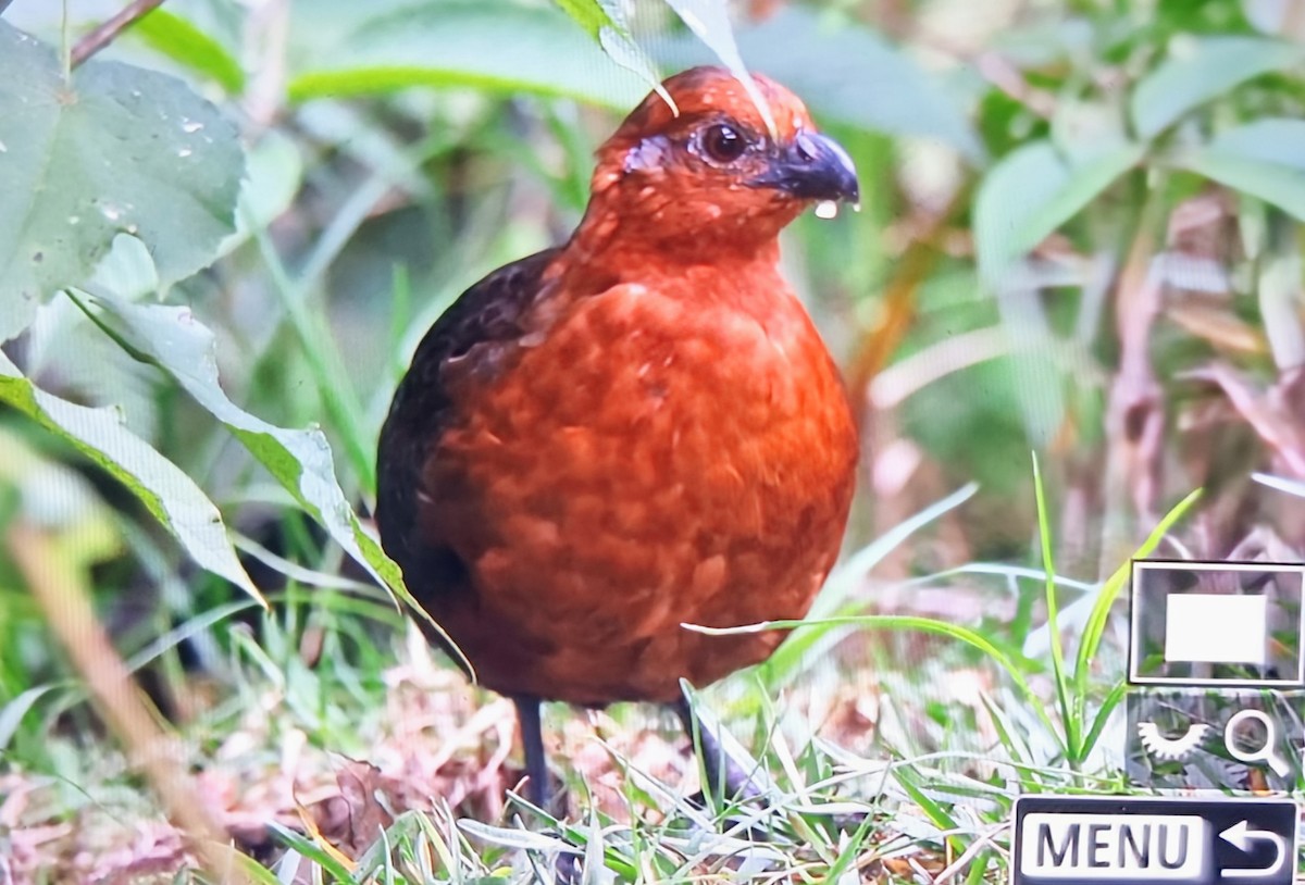 Каштановый зубцеклювый перепел - ML652286339