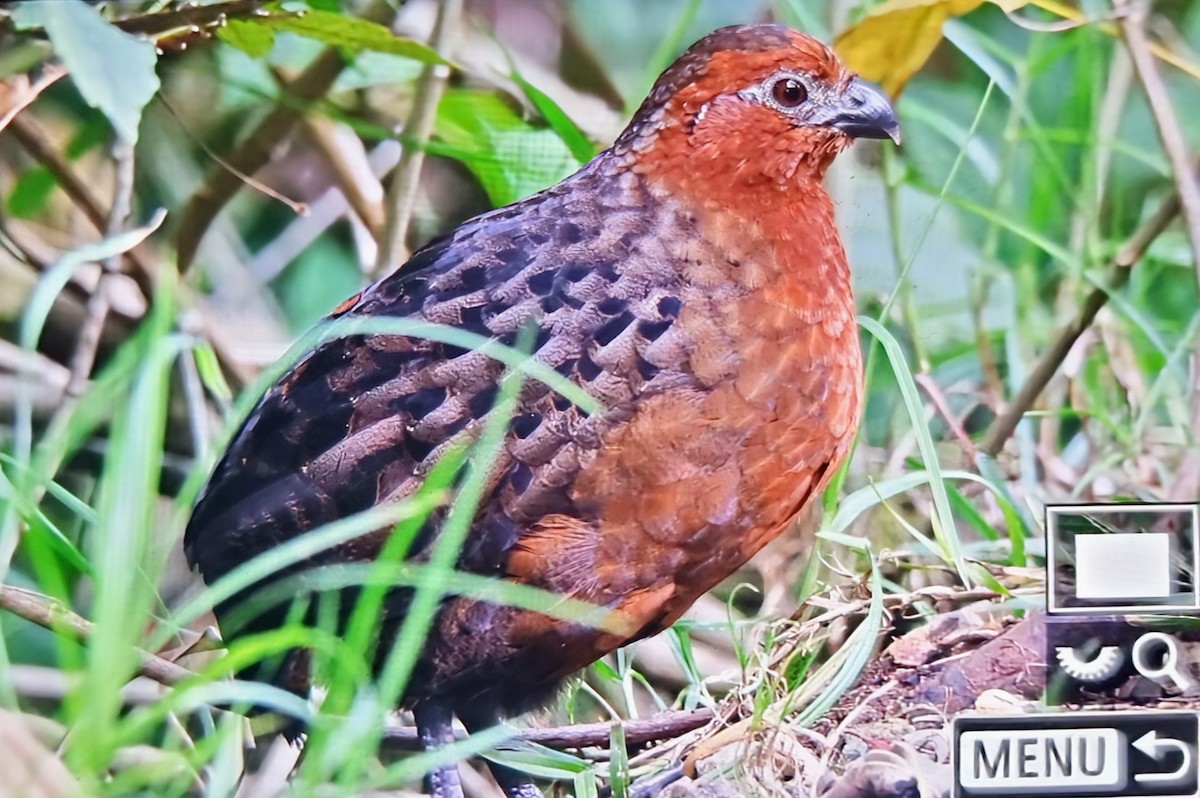 Каштановый зубцеклювый перепел - ML652286343