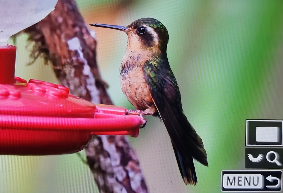 Черноухий колибри [группа melanogenys] - ML652286364