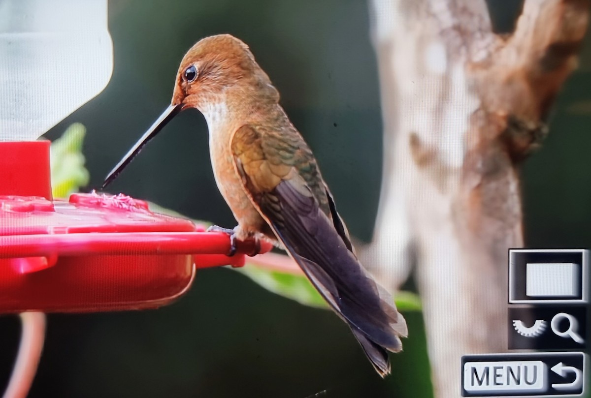 Бронзовый инка - ML652286366