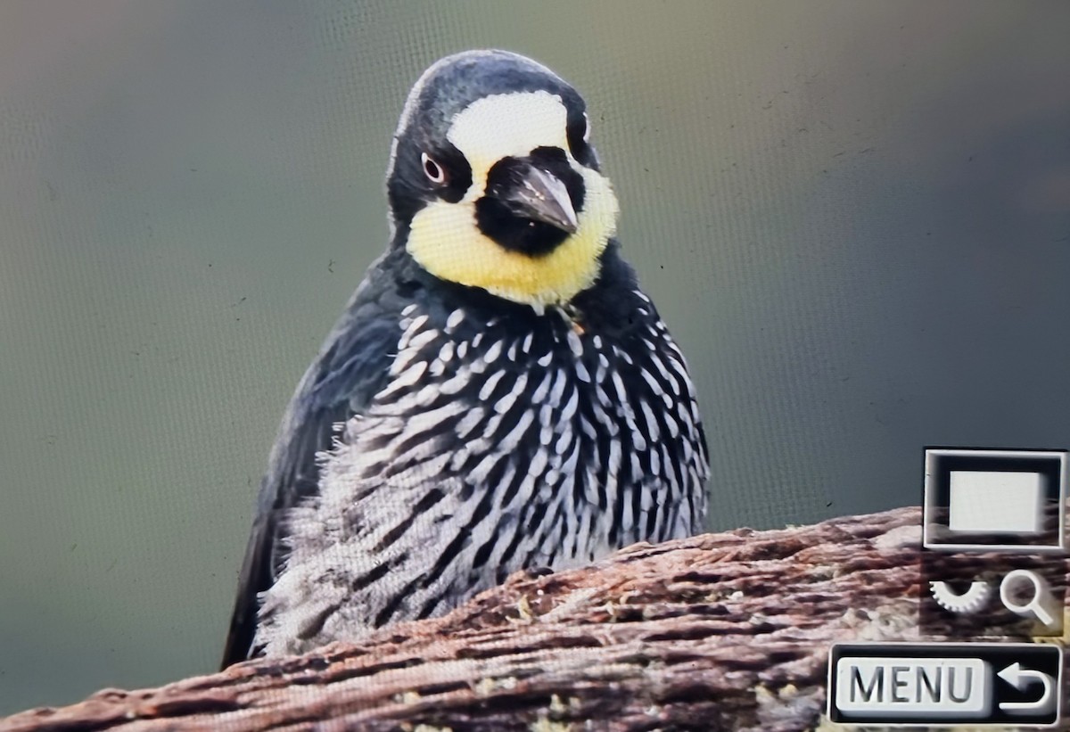 Желудёвый дятел [группа formicivorus] - ML652286375