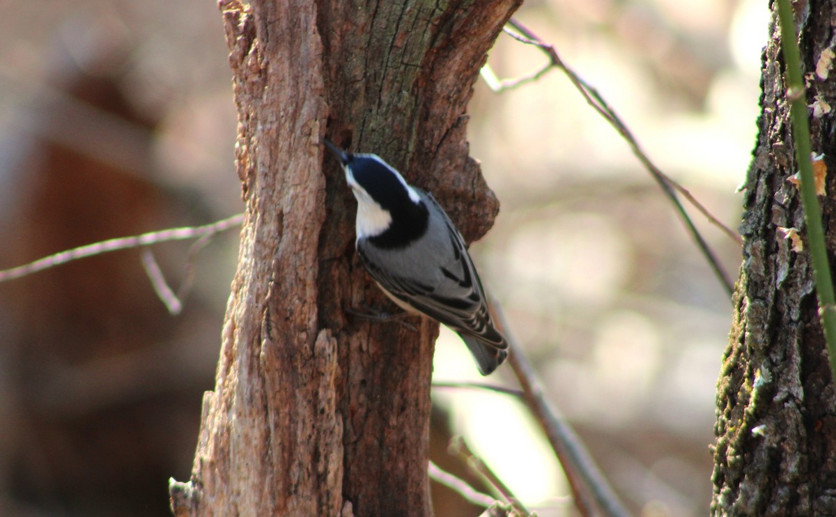 White-breasted Nuthatch - ML652286652