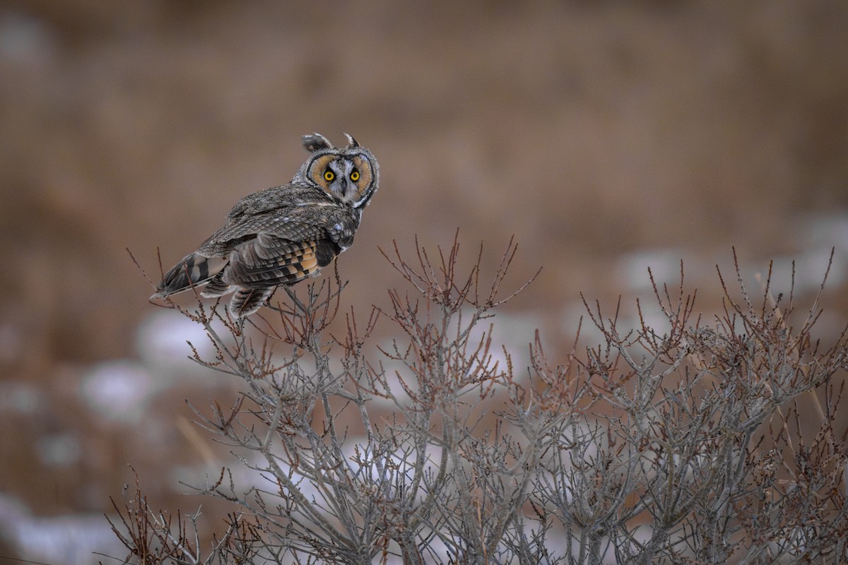 Сова вухата - ML652286653