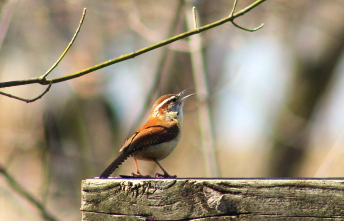 Carolina Wren - ML652286839