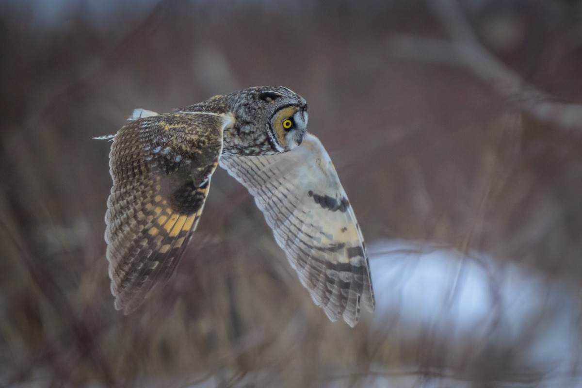 Сова вухата - ML652286871