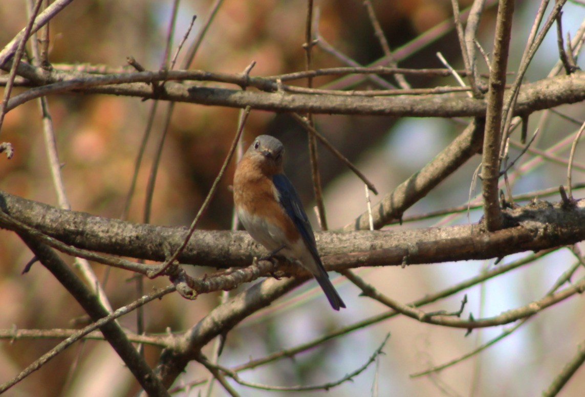 Eastern Bluebird - ML652286985