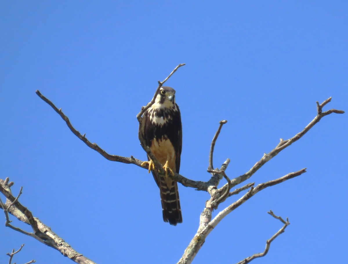 Aplomado Falcon - ML652287153