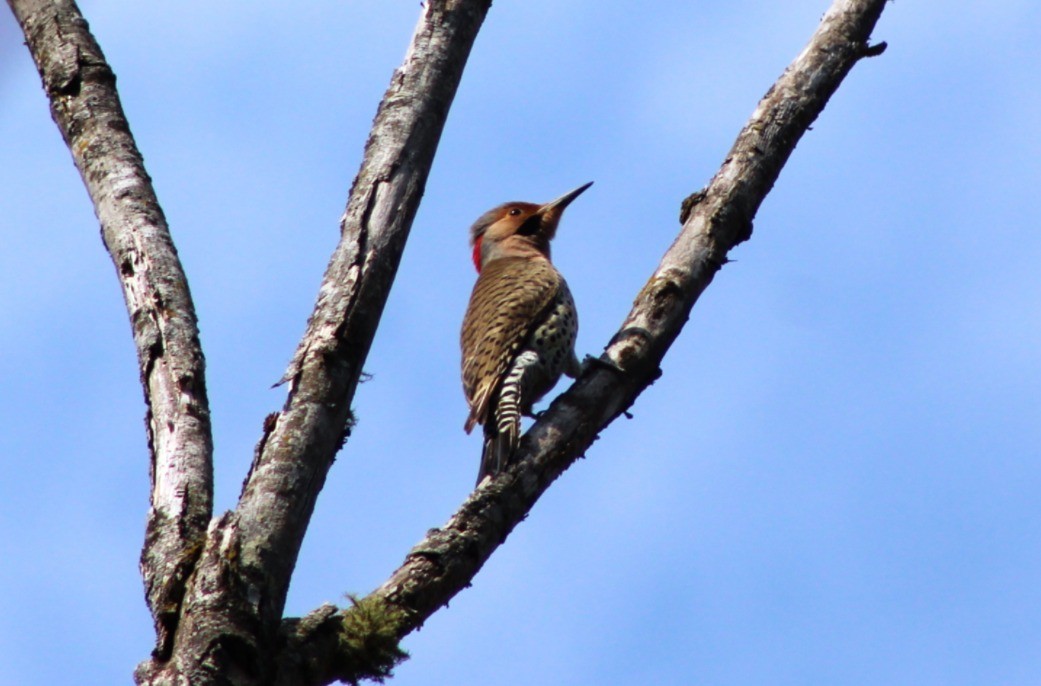 Northern Flicker - ML652287283