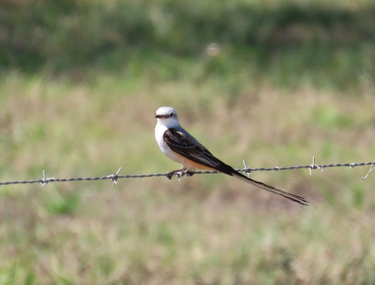 Scissor-tailed Flycatcher - ML652287416