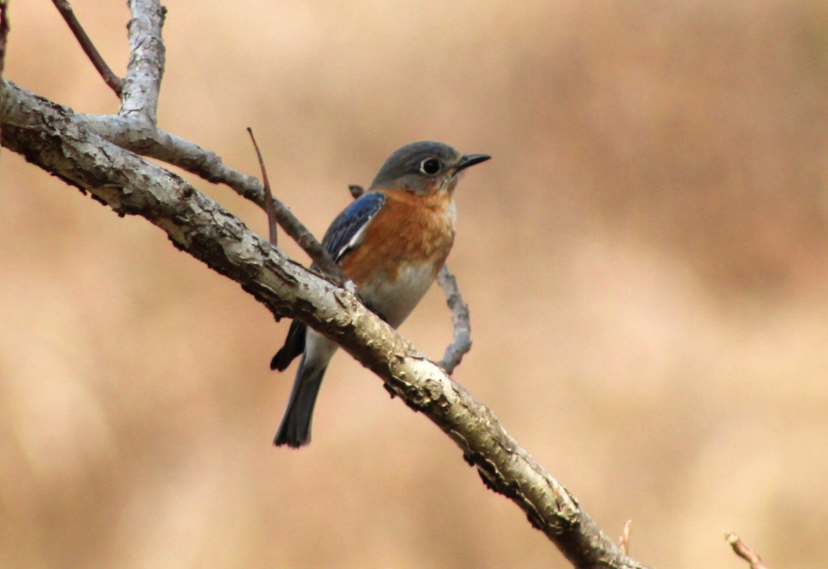 Eastern Bluebird - ML652287466