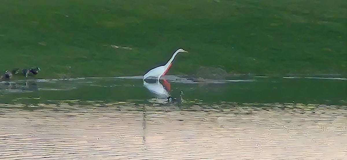 大白鷺 - ML652287485