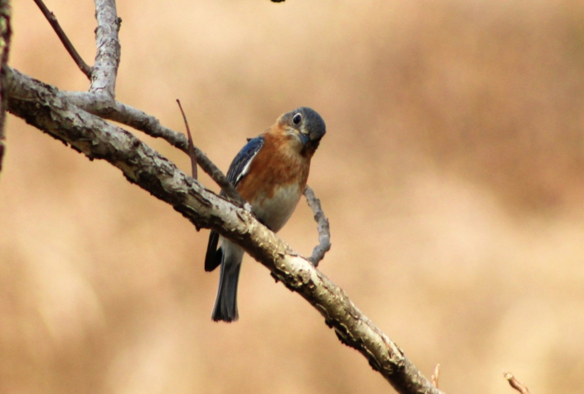 Eastern Bluebird - ML652287638