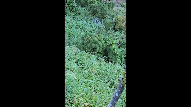 Певчая овсянка - ML652287654