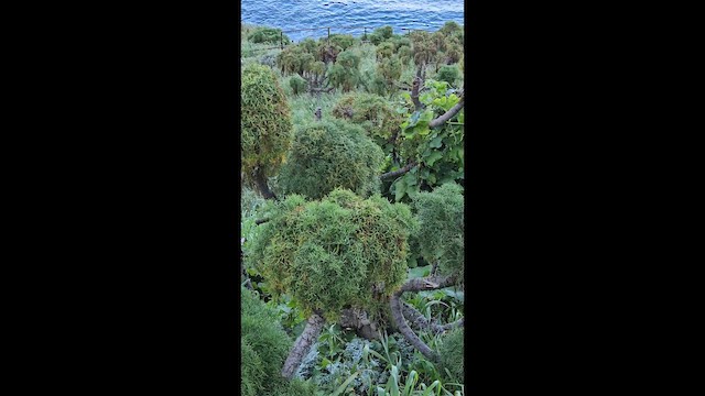 Певчая овсянка - ML652287784