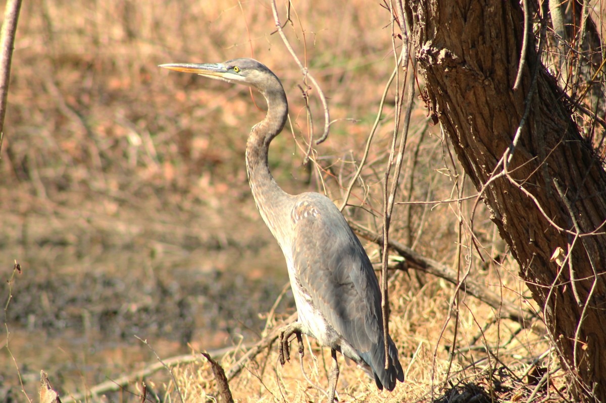 Great Blue Heron - ML652287818