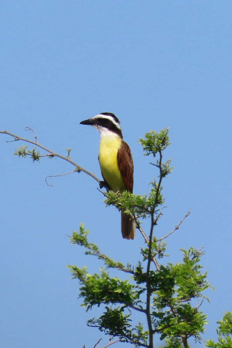 Great Kiskadee - ML652287829