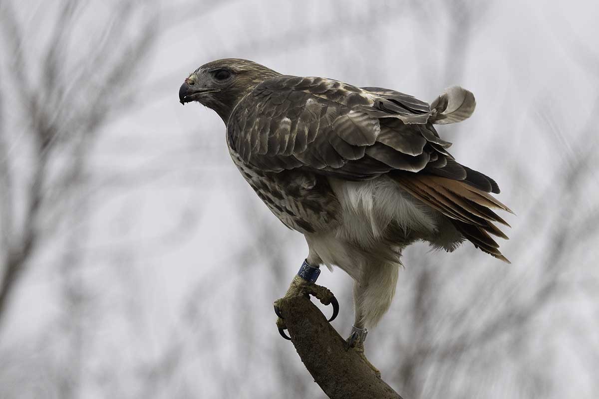 Red-tailed Hawk - ML652287846