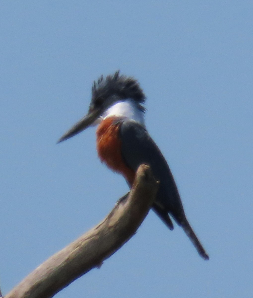 Ringed Kingfisher - ML652287906