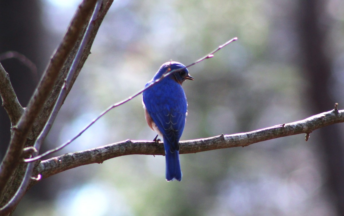 Eastern Bluebird - ML652288064