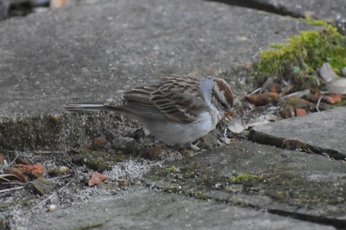 Chipping Sparrow - ML652288115