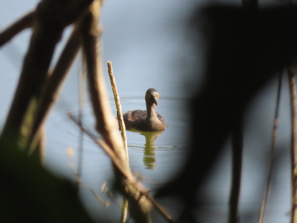 Least Grebe - ML652288380