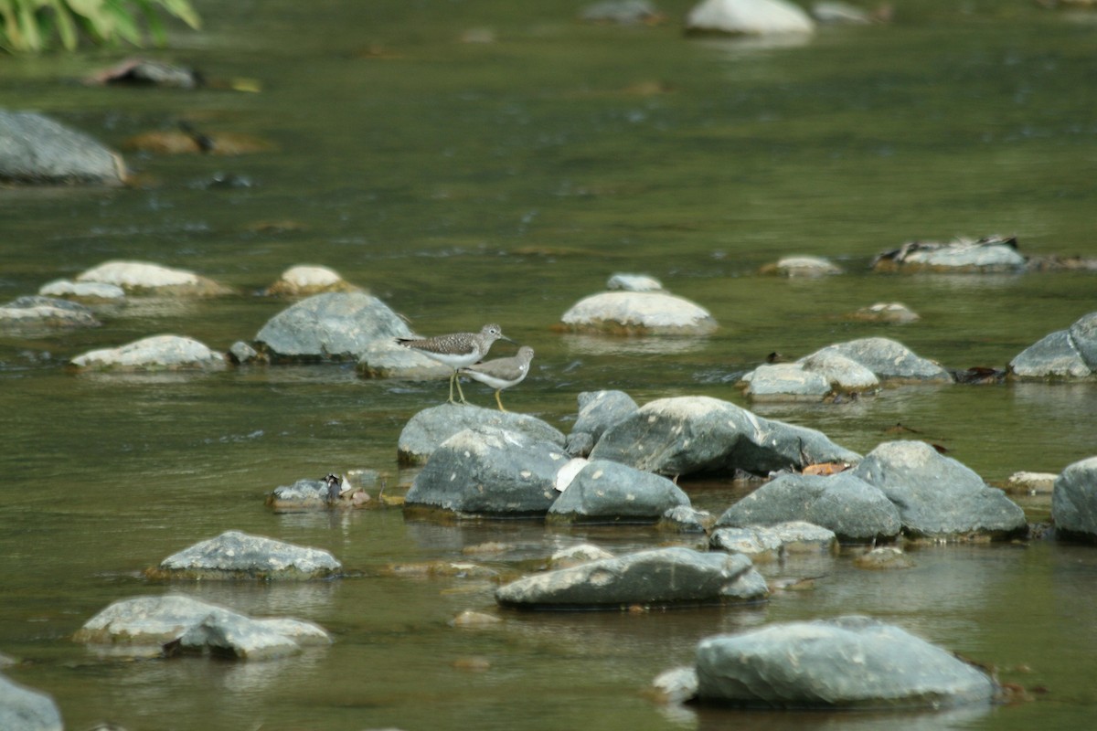 Solitary Sandpiper - ML652288382