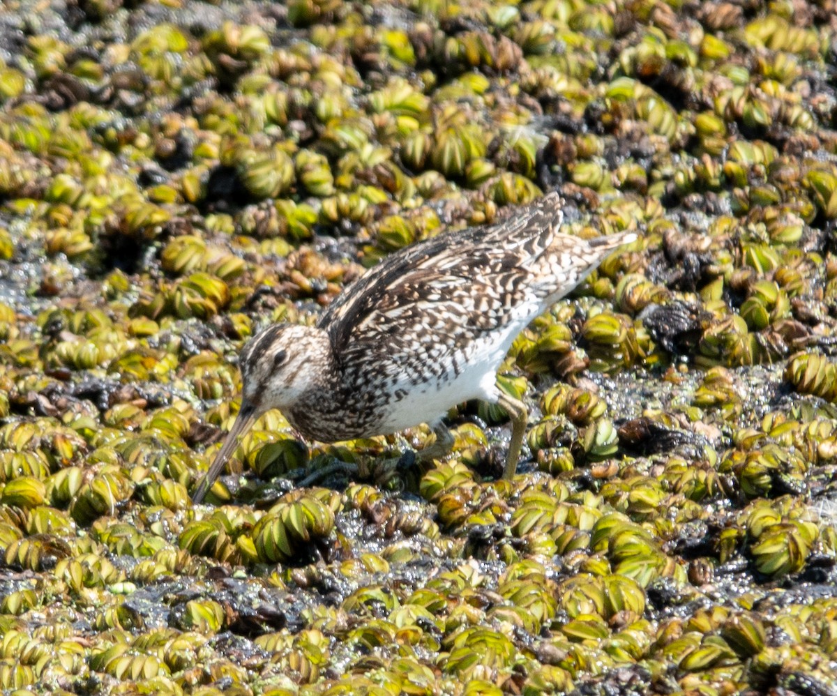 パラグアイタシギ - ML652288420