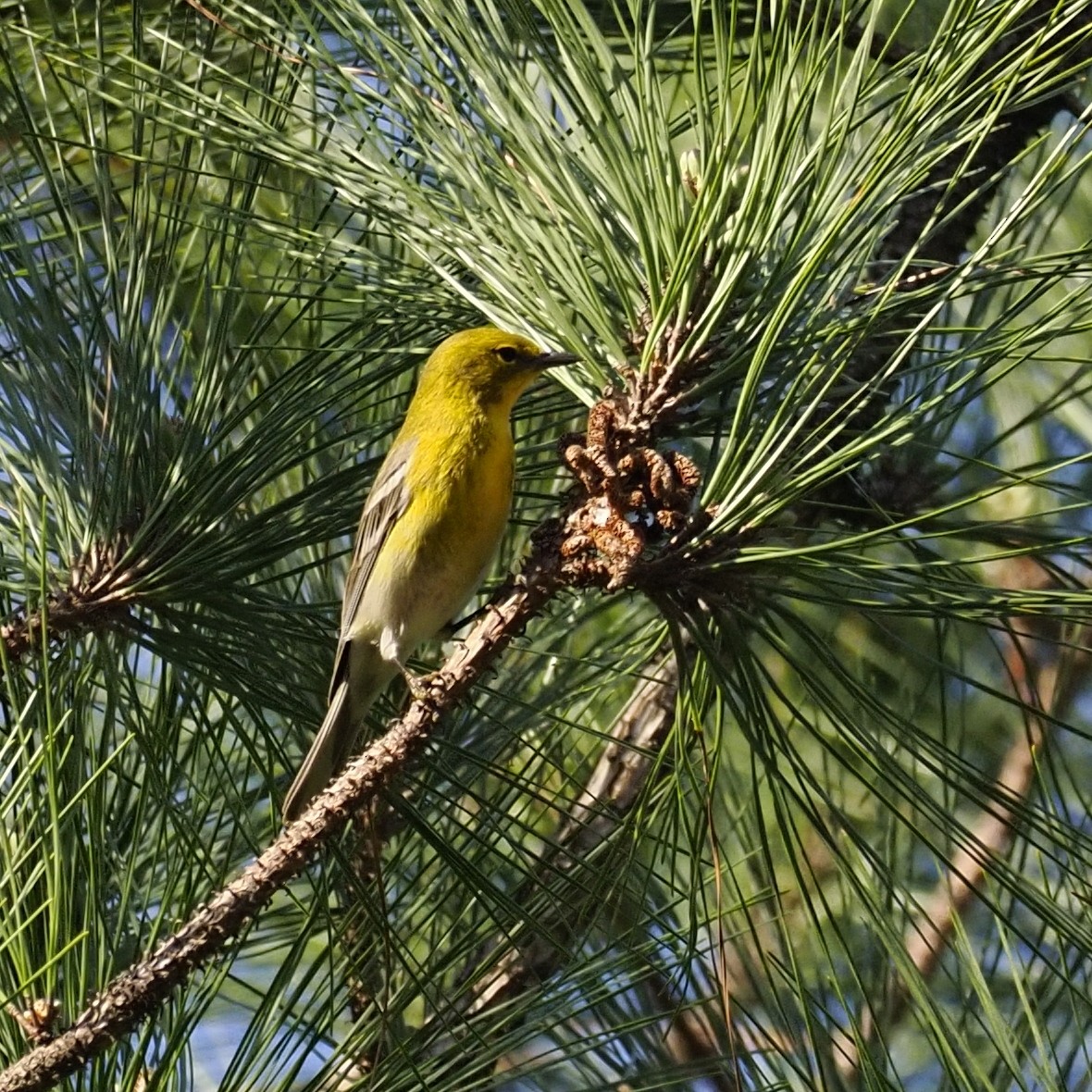 Pine Warbler - ML652288498