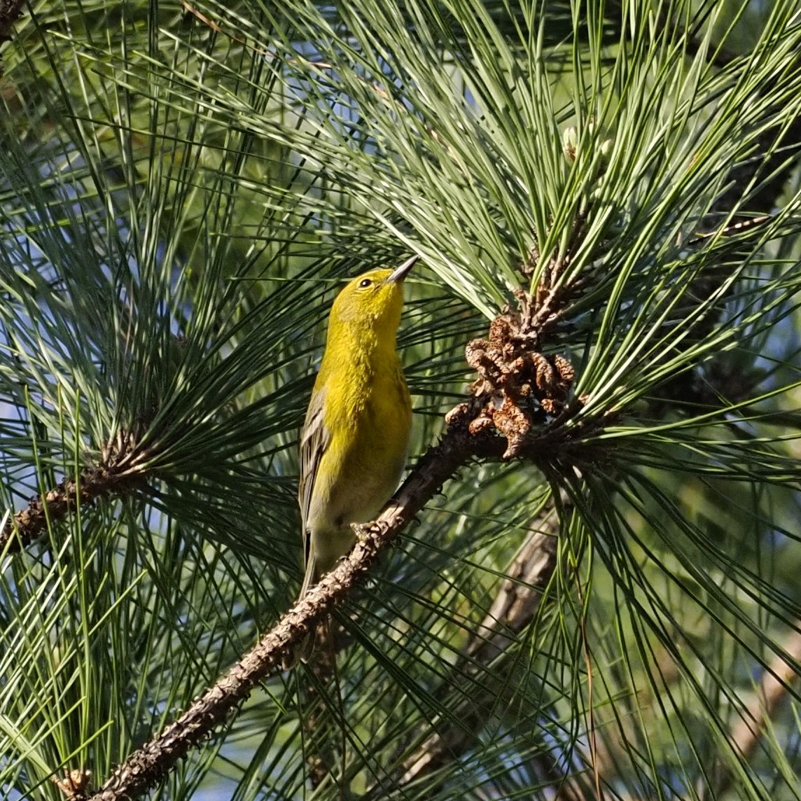 Pine Warbler - ML652288499