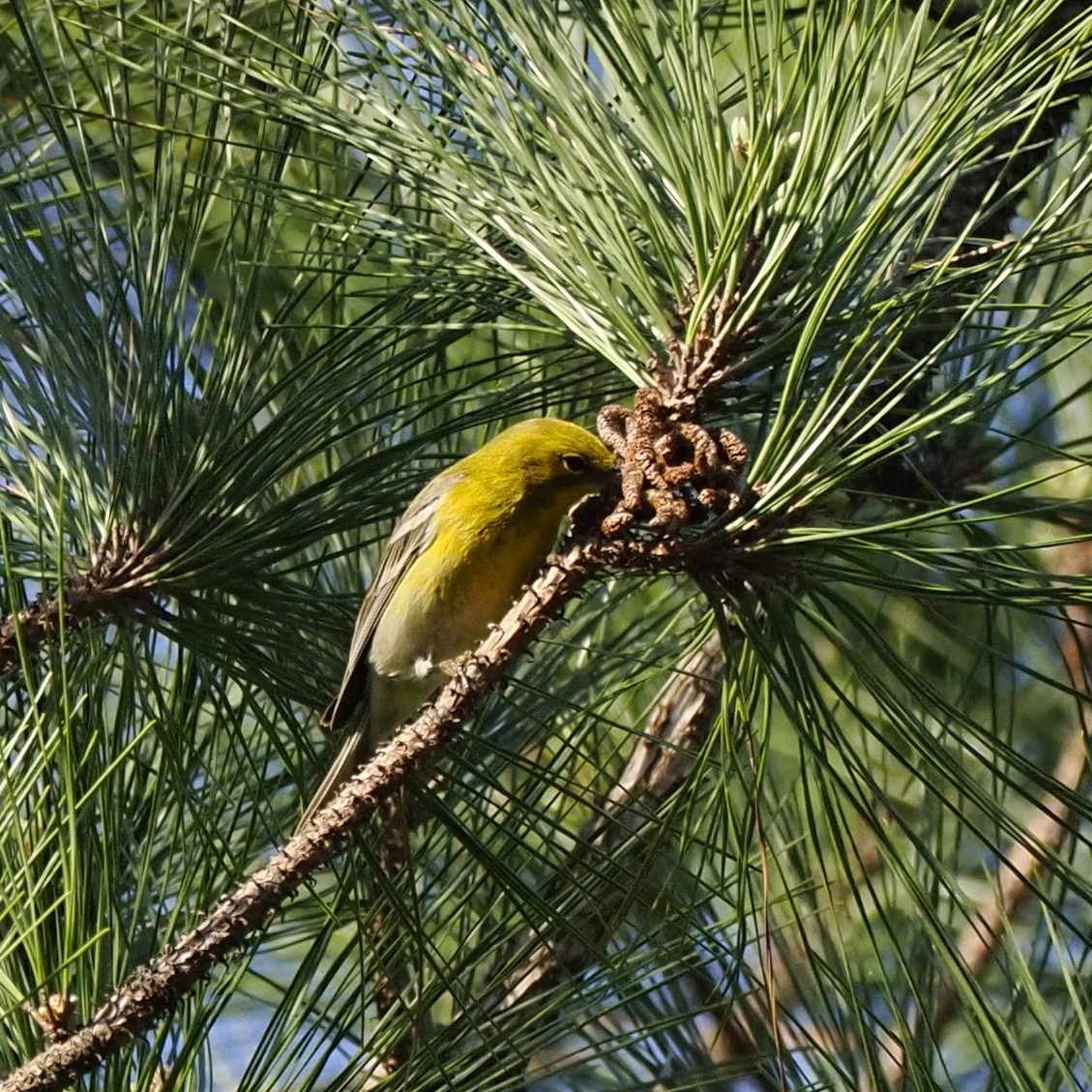 Pine Warbler - ML652288500