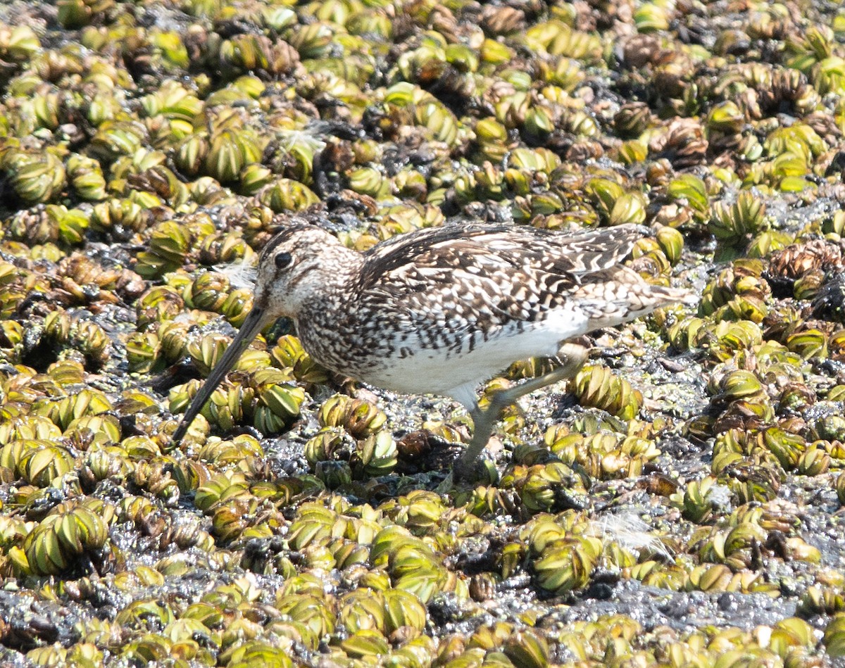 パラグアイタシギ - ML652288529