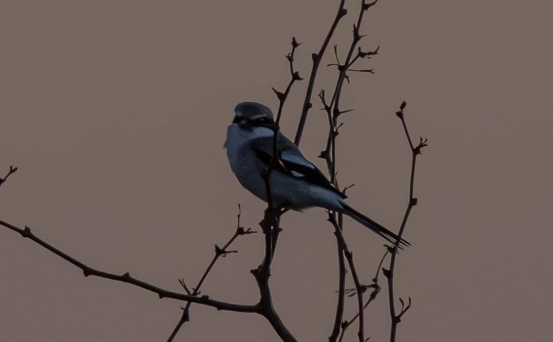 Loggerhead Shrike - ML652288531