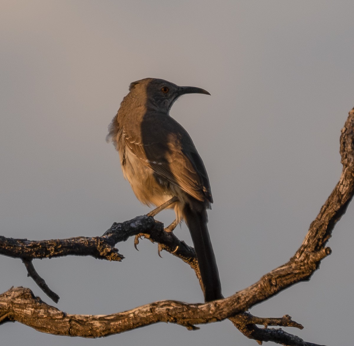 Curve-billed Thrasher - ML652288542
