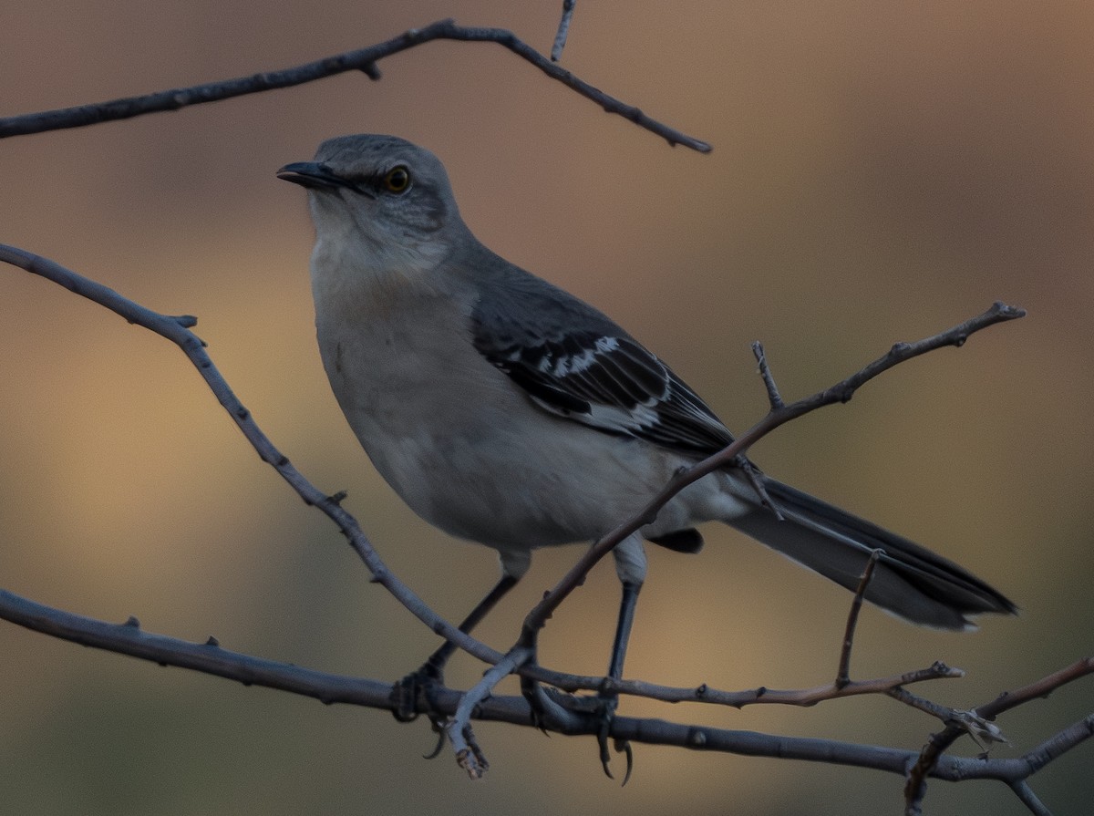 Northern Mockingbird - ML652288550