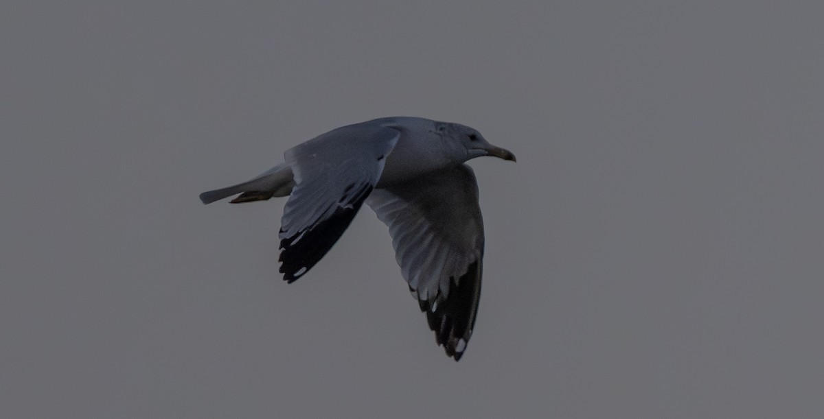 Ring-billed Gull - ML652288564