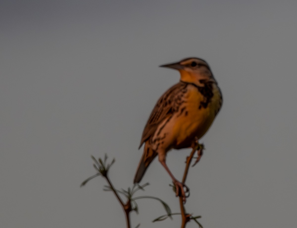 Western Meadowlark - ML652288571