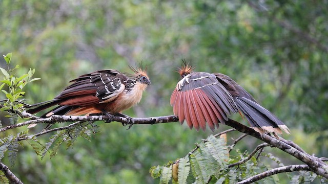 Hoatzin - ML652288704