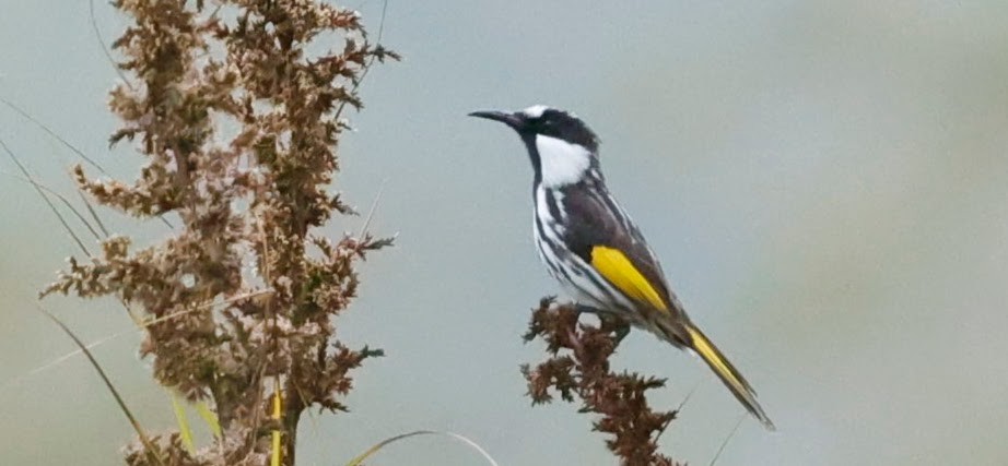 Ak Yanaklı Balkuşu - ML652288825