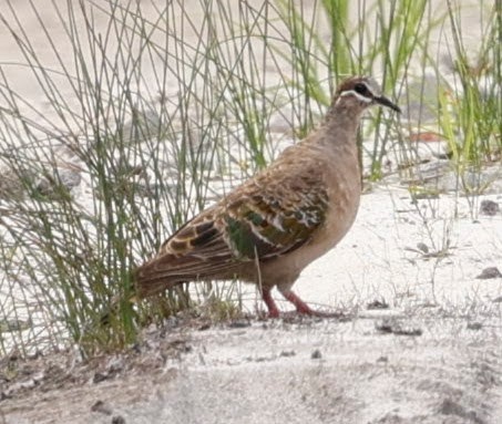 Sürmeli Bronz Kumru - ML652288841