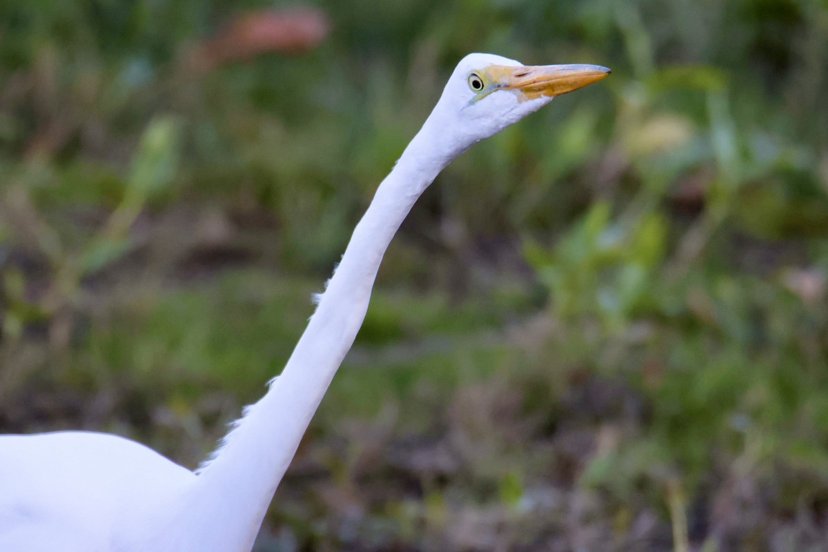 大白鷺 - ML652288876